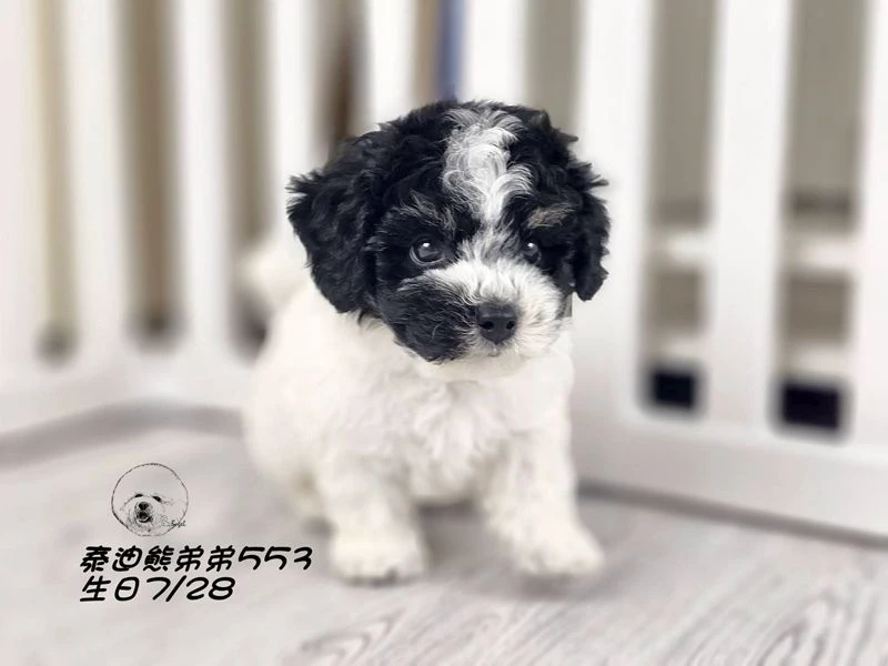 黑白花 泰迪熊 大眼 短腿 短吻 爆毛 弟弟553