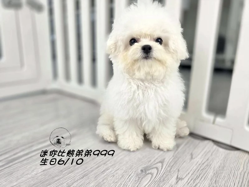 韓版迷你型 短腿 短吻 爆毛 大眼 比熊弟弟999