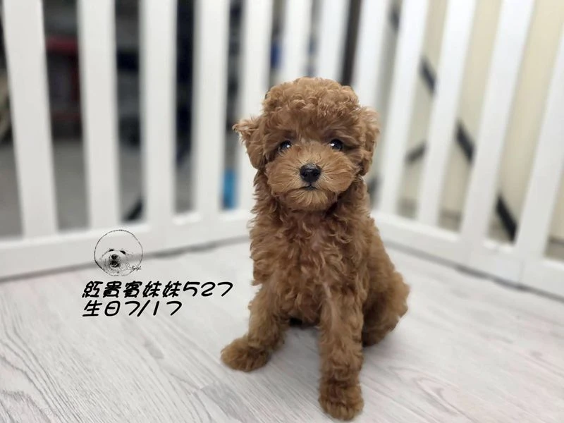 紅貴賓妹妹527
