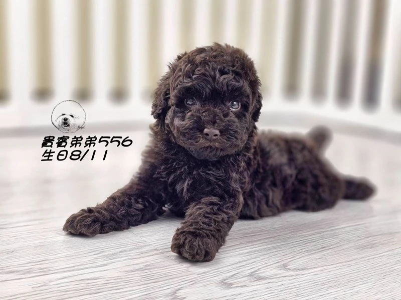 ?爆毛 大眼 巧克力貴賓 弟弟556