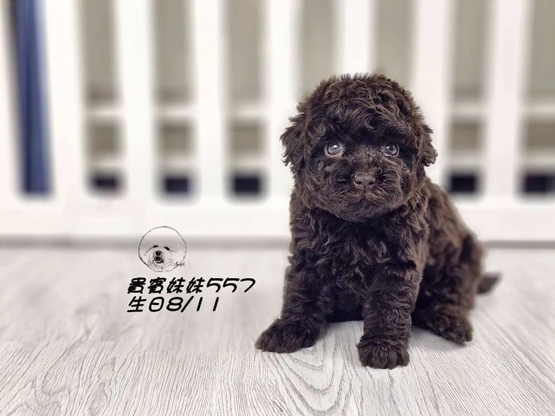 爆毛 大眼 巧克力貴賓 妹妹557