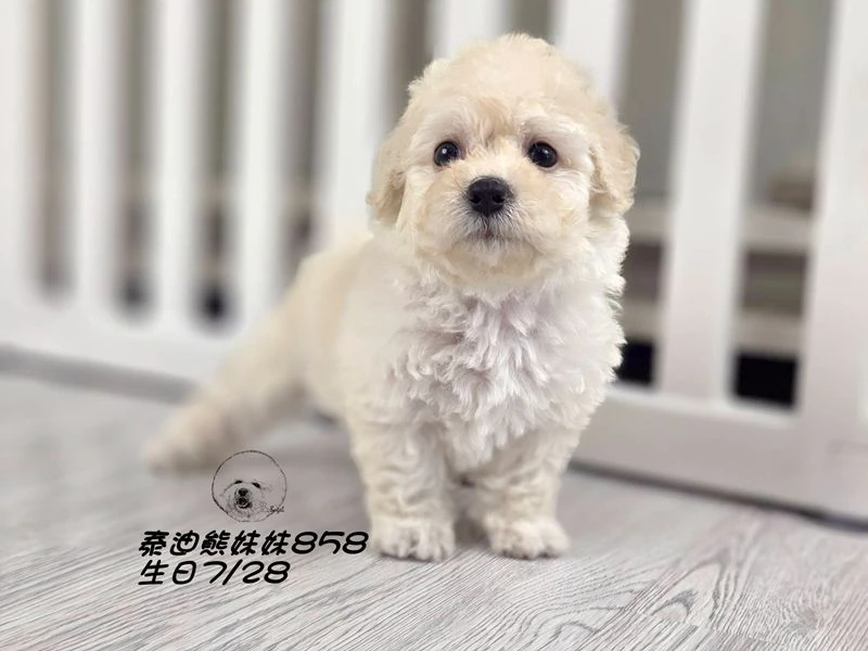 奶白泰迪熊 大眼 爆毛 妹妹858
