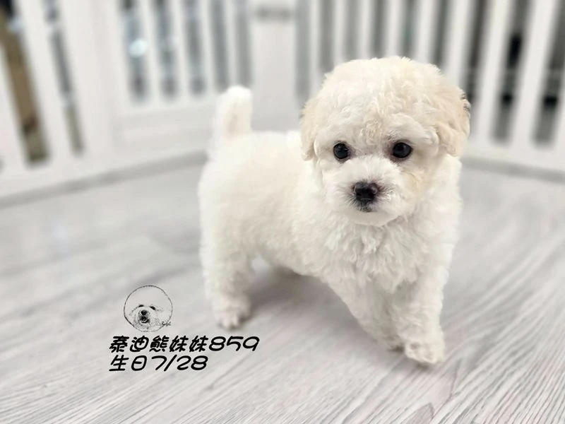 奶白泰迪熊 大眼 爆毛 妹妹859