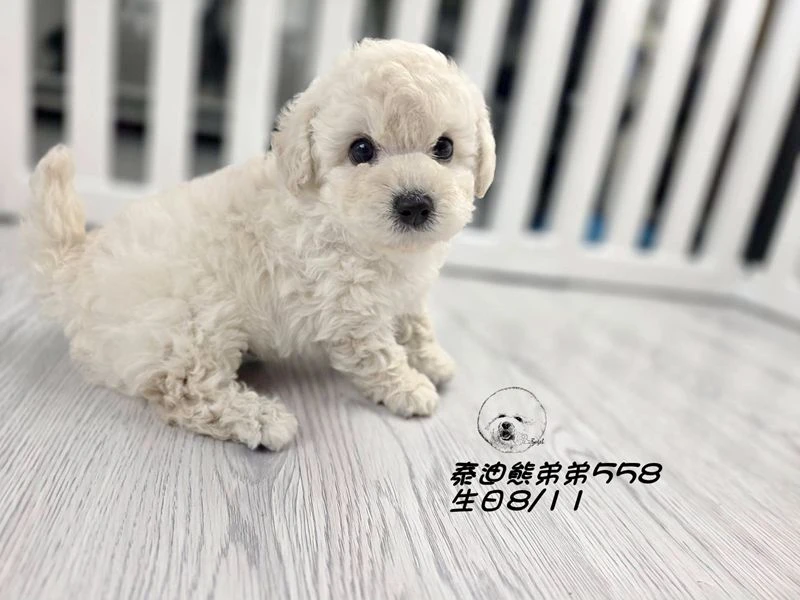 泰迪熊 短腿 大眼 爆毛 奶白色弟弟558