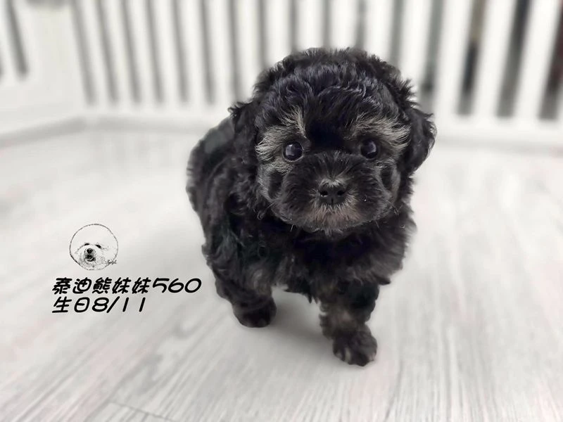 泰迪熊 短腿 短吻 大眼 爆毛 幽靈色妹妹560