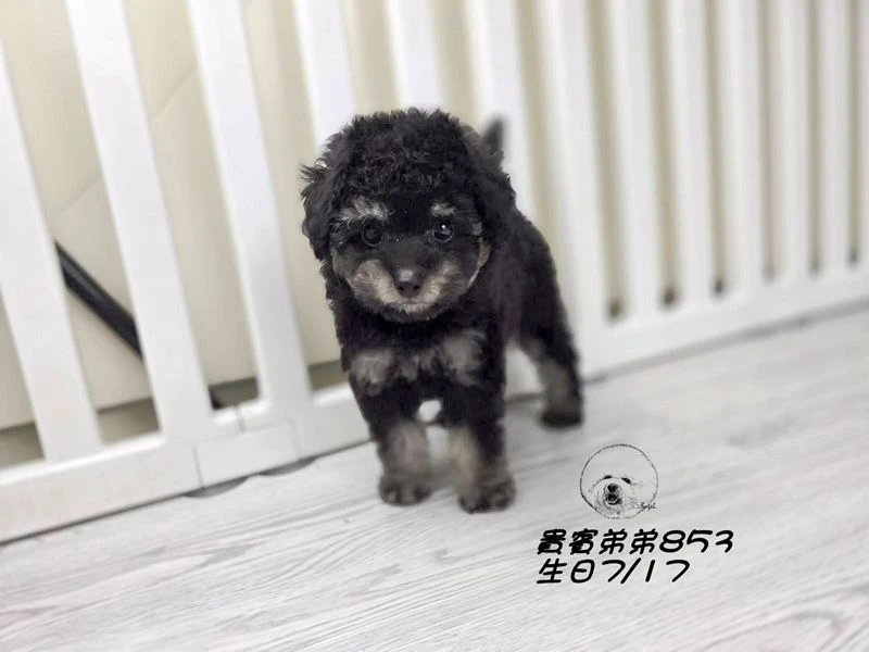 爆毛 大眼 幽靈貴賓弟弟853