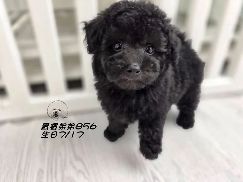 爆毛 巧克力灰貴賓弟弟856