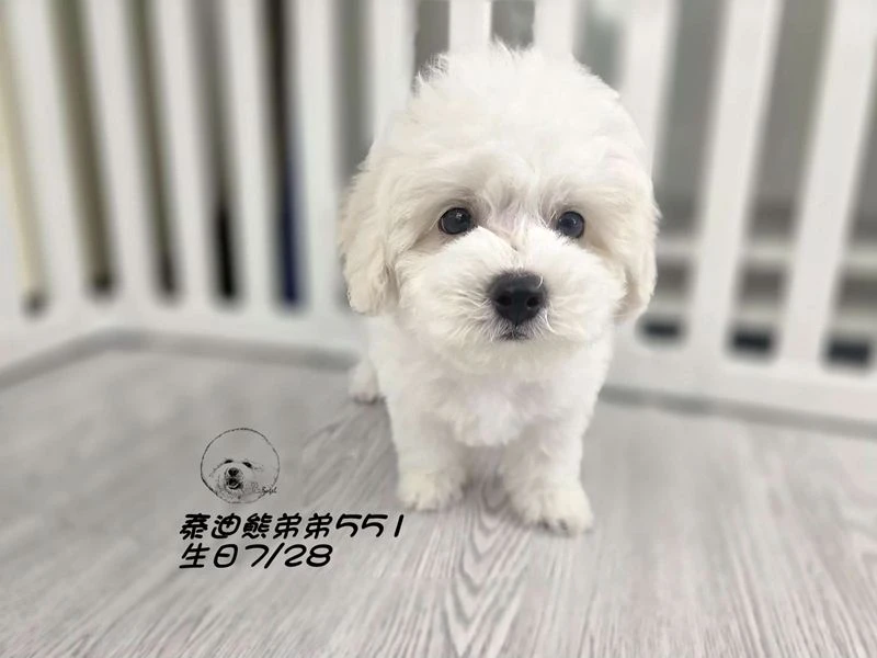 奶白花 泰迪熊 爆毛 弟弟551