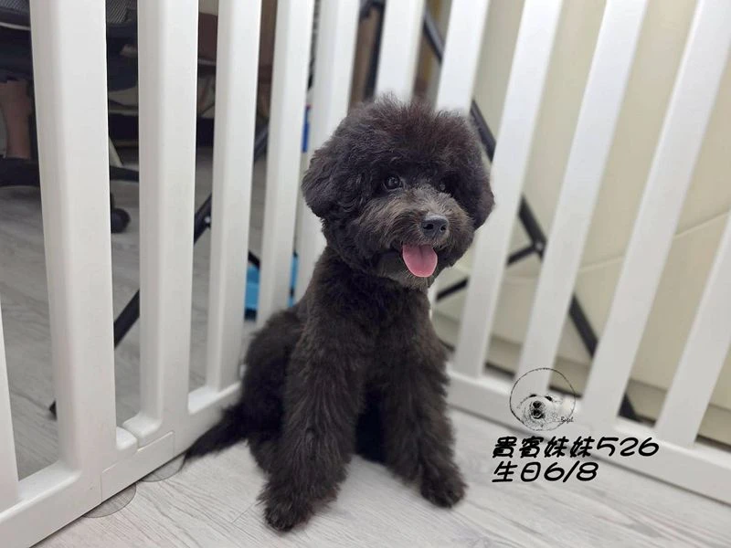爆毛 黑貴賓妹妹526