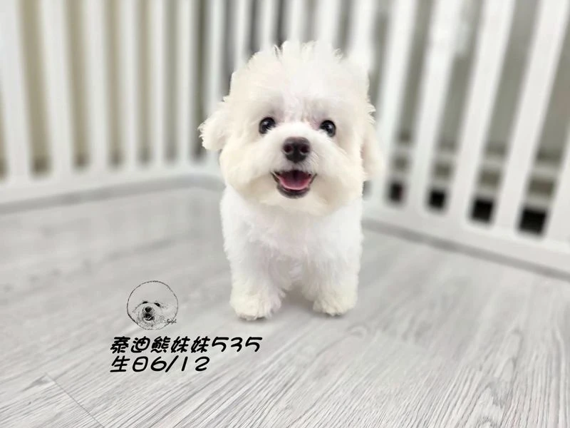 奶白泰迪熊 妹妹535(已預定)