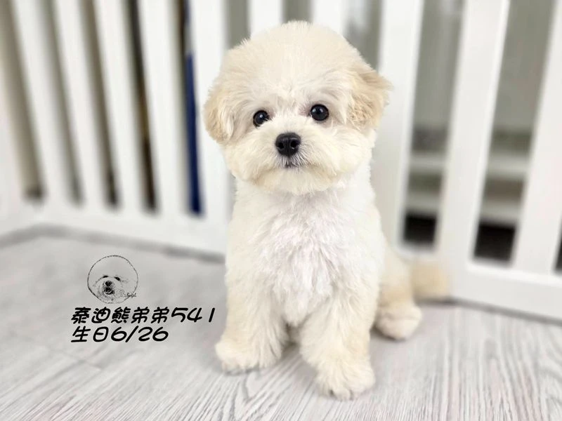 奶白泰迪熊 大眼 短吻 短腿 爆毛 弟弟541