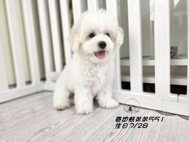 奶白花 泰迪熊 爆毛 弟弟551