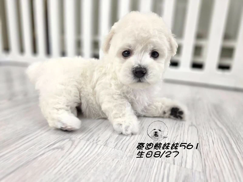 白泰迪熊 短腿 弟弟561