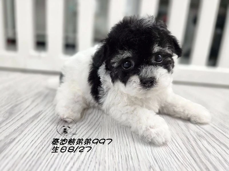 黑白花泰迪熊 短腿 大眼 弟弟997