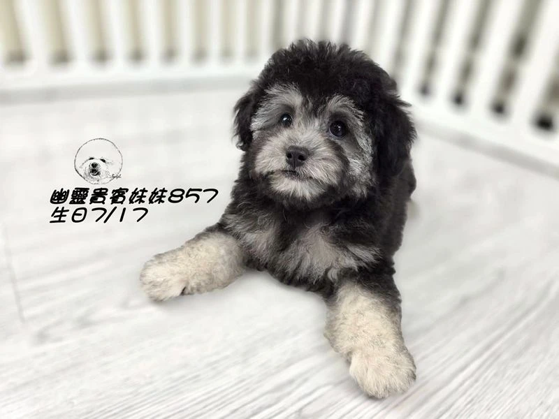 灰幽靈貴賓妹妹857(輕微厚道)
