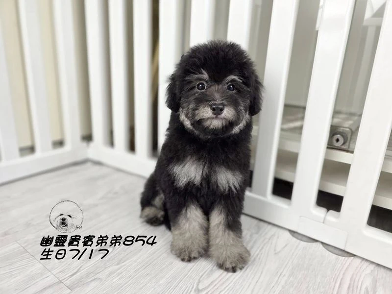 爆毛 大眼 灰幽靈貴賓弟弟854
