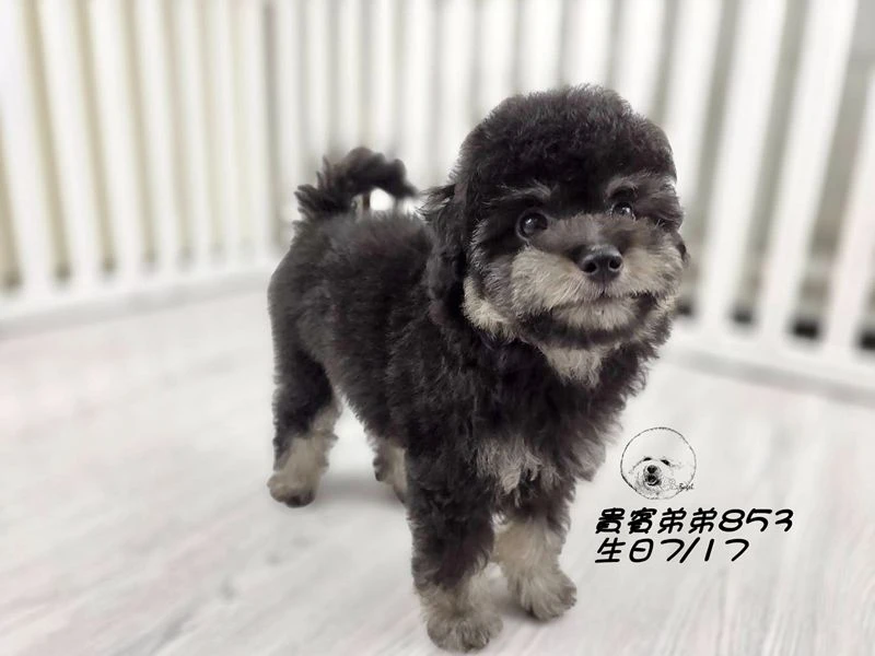 爆毛 大眼 灰幽靈貴賓弟弟853