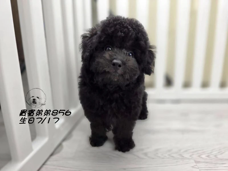 爆毛 巧克力灰貴賓弟弟856