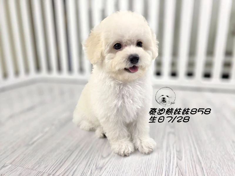 奶白泰迪熊 大眼 爆毛 妹妹858