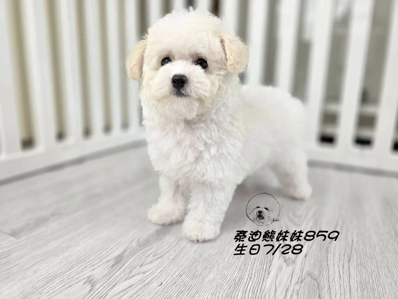 奶白泰迪熊 大眼 爆毛 妹妹859