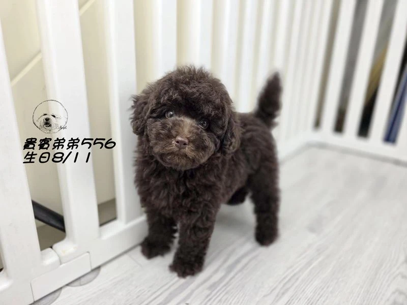 爆毛 巧克力貴賓 弟弟556