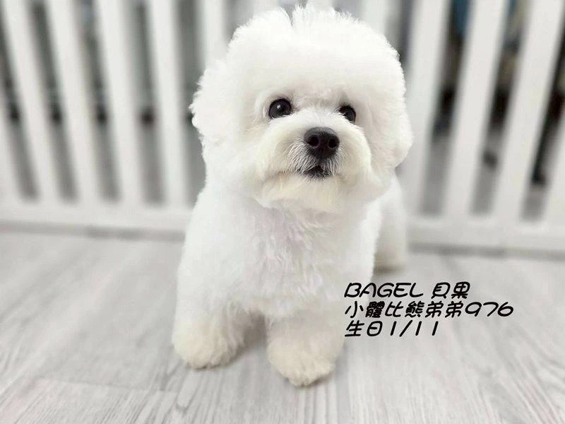 比熊弟弟976