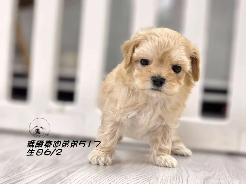 奶油瑪爾泰迪弟弟517