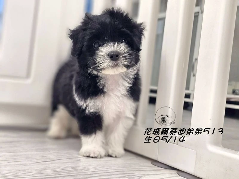 黑白花色瑪爾泰迪弟弟513