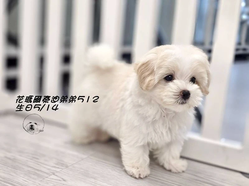 奶油花瑪爾泰迪弟弟512