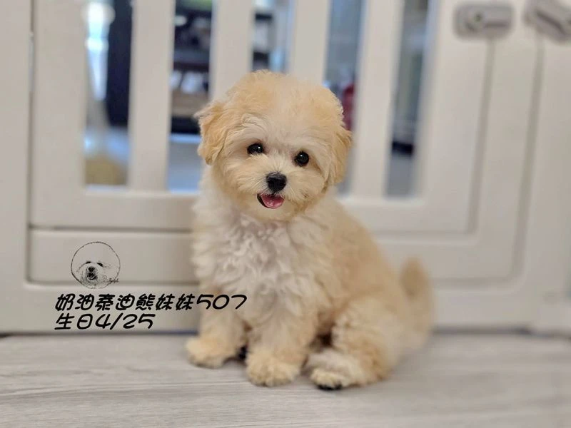 奶油泰迪熊妹妹507