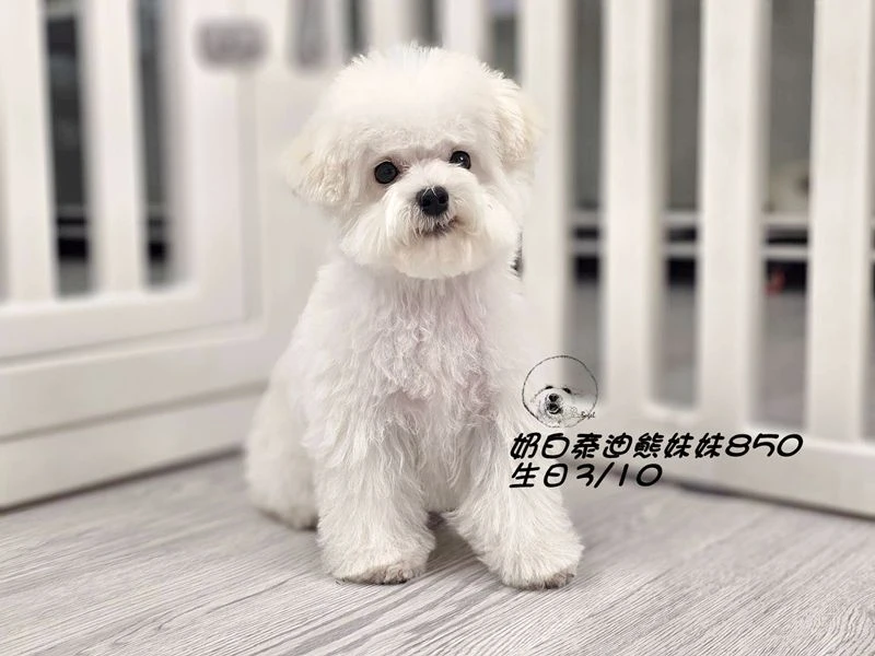 奶白泰迪熊妹妹850
