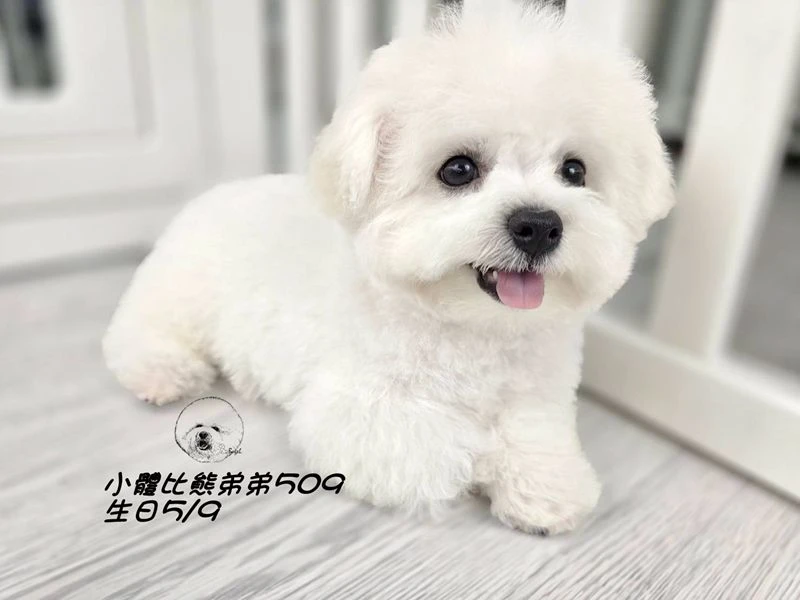小體型 短腿 短吻 爆毛 大眼 比熊弟弟509 