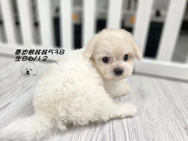 奶白泰迪熊 大眼 短吻 短腿 爆毛 妹妹538