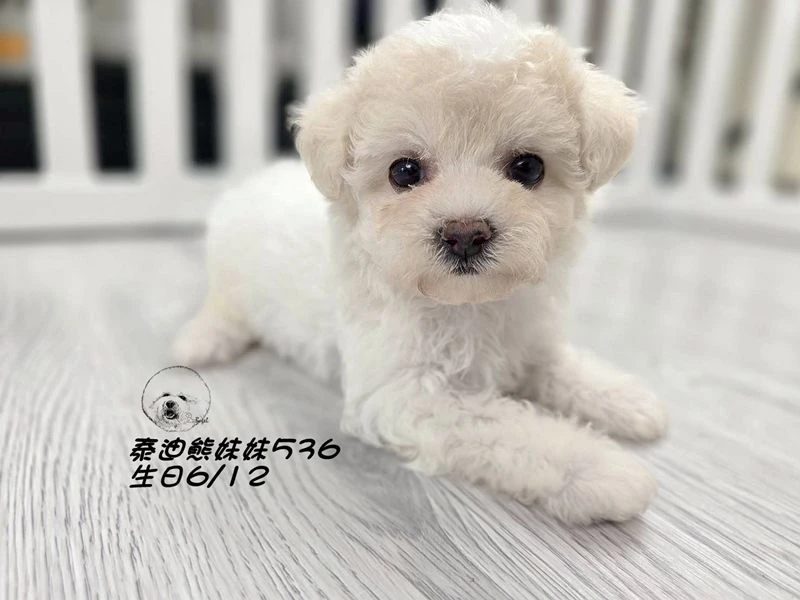 奶油花泰迪熊 大眼 短吻 短腿 爆毛 妹妹536