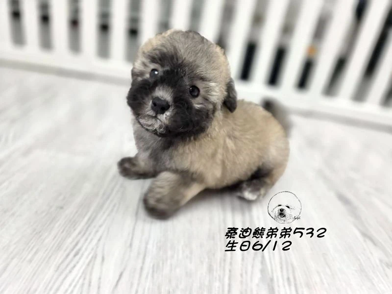 香檳灰 泰迪熊 大眼 短吻 短腿 爆毛 弟弟532