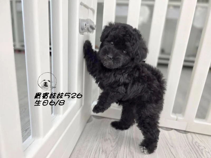 爆毛 黑貴賓妹妹526