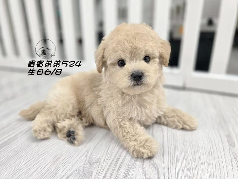 奶油 大眼 爆毛 貴賓弟弟524