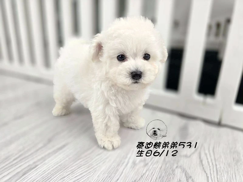 白泰迪熊 短吻 短腿 爆毛 弟弟531