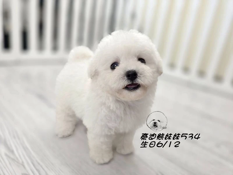 白泰迪熊 大眼 短吻 短腿 爆毛 妹妹534