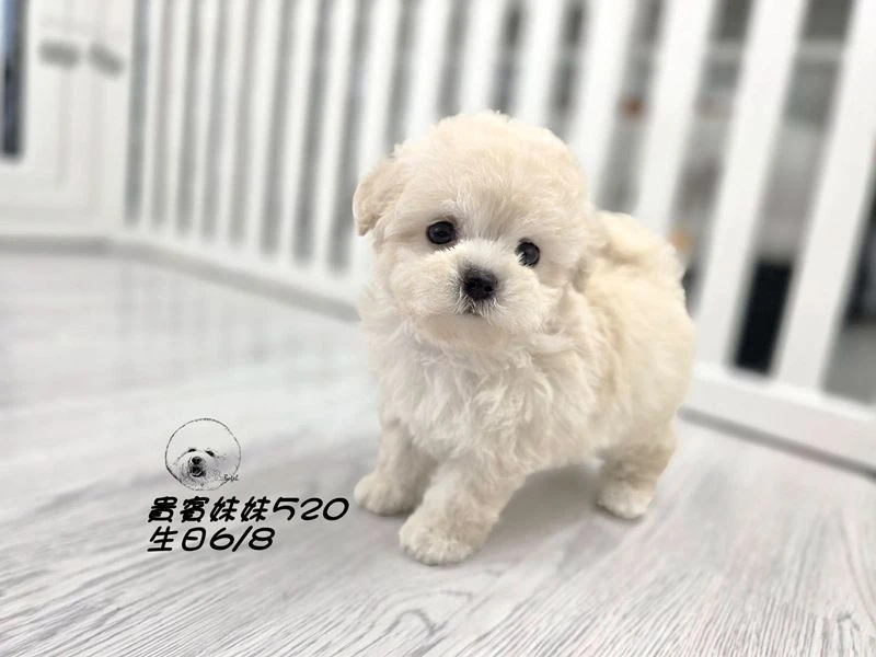 奶油白 大眼 短吻 短腿 爆毛 貴賓妹妹520