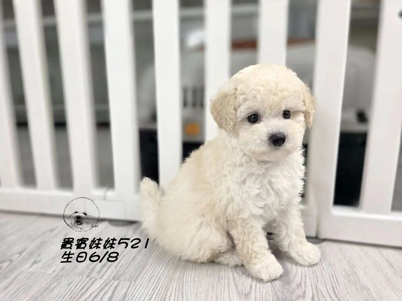 奶油白 大眼 爆毛 貴賓妹妹521