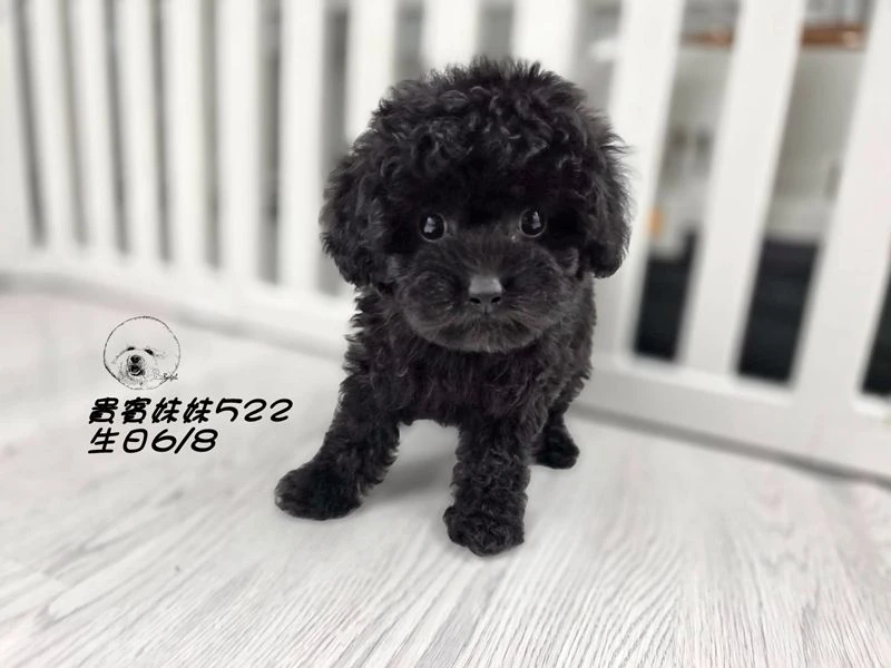 短吻 大眼 爆毛 黑貴賓妹妹522
