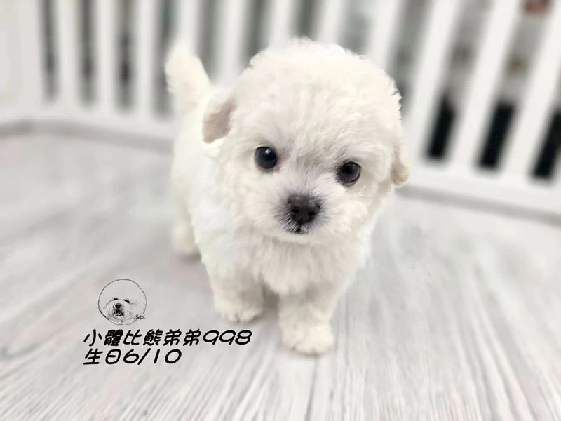 韓版迷你型 短腿 短吻 爆毛 大眼 比熊弟弟998