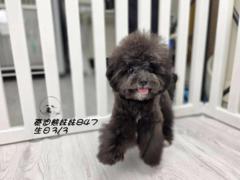 泰迪熊 短吻 短腿 大眼 爆毛 灰色妹妹847
