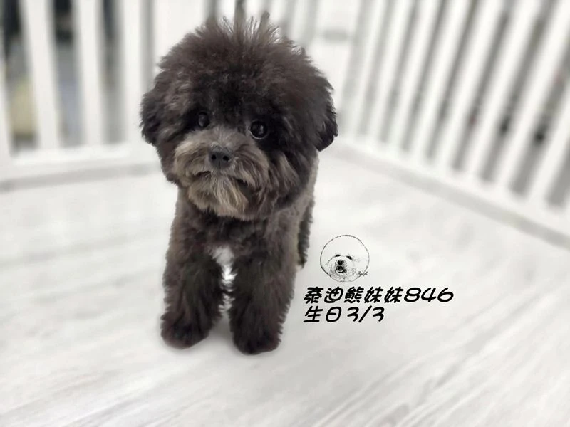 泰迪熊 短吻 短腿 大眼 爆毛 灰色妹妹846