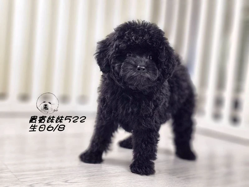 短吻 大眼 爆毛 黑貴賓妹妹522