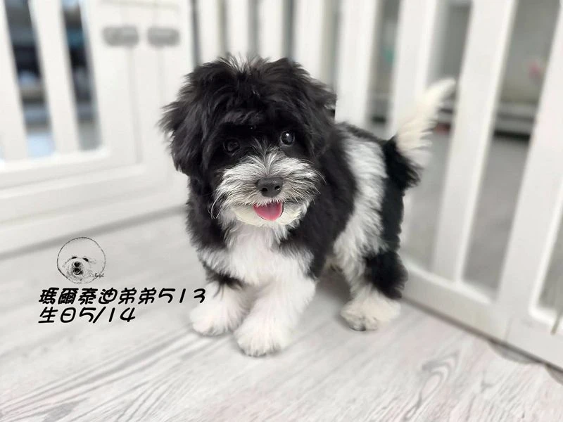 黑白花瑪爾泰迪 大眼 短腿 短吻 爆毛 弟弟513(已預定)