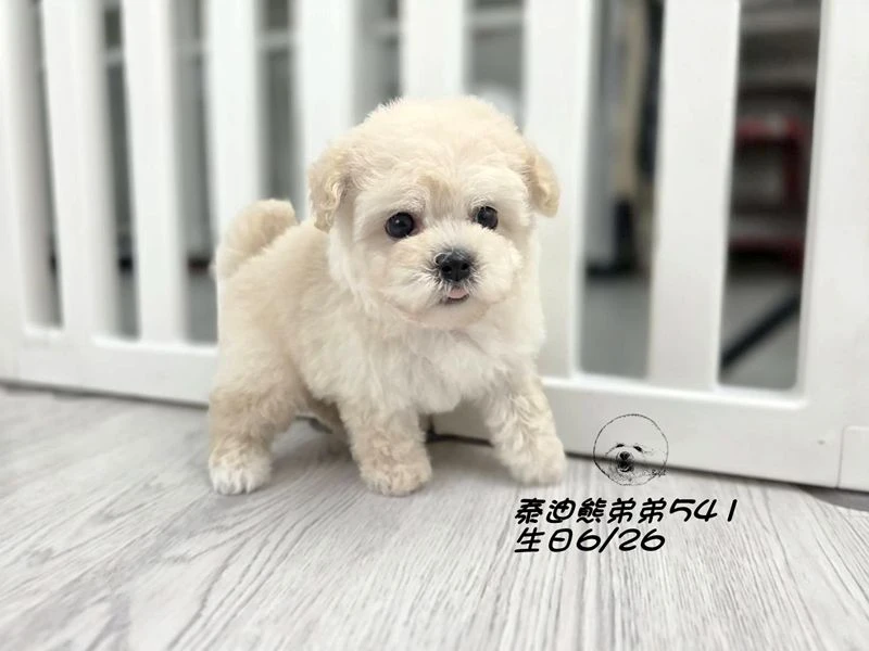 奶白泰迪熊 大眼 短吻 短腿 爆毛 弟弟541