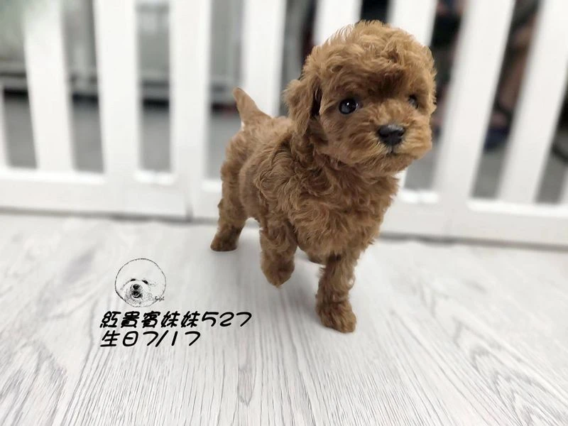 ?短吻 爆毛 紅貴賓妹妹527