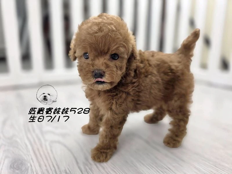 短吻 爆毛 紅貴賓妹妹528